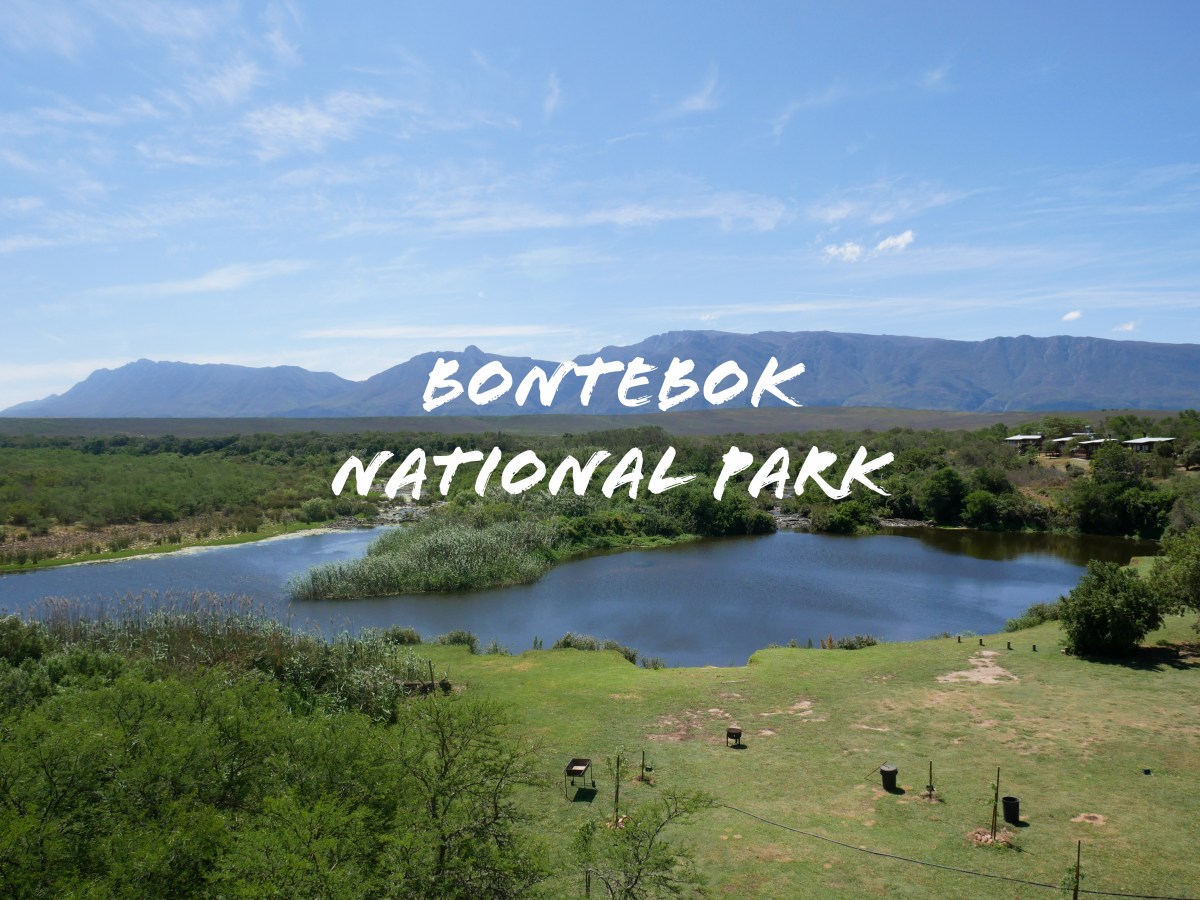 Notre premier &laquo;&nbsp;safari&nbsp;&raquo; à  Bontebok National&nbsp;Park