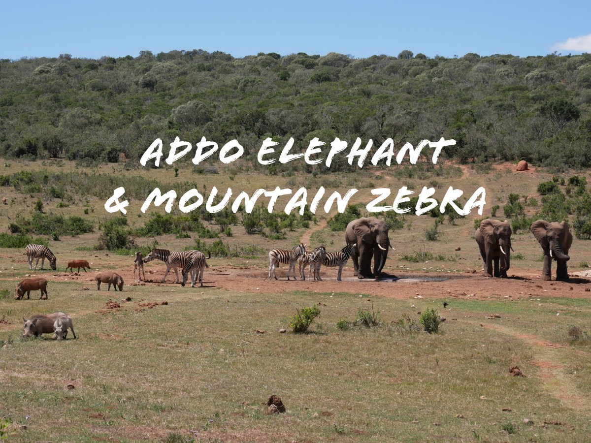 Safaris à Addo Elephant National Park et Mountain Zebra National&nbsp;Park