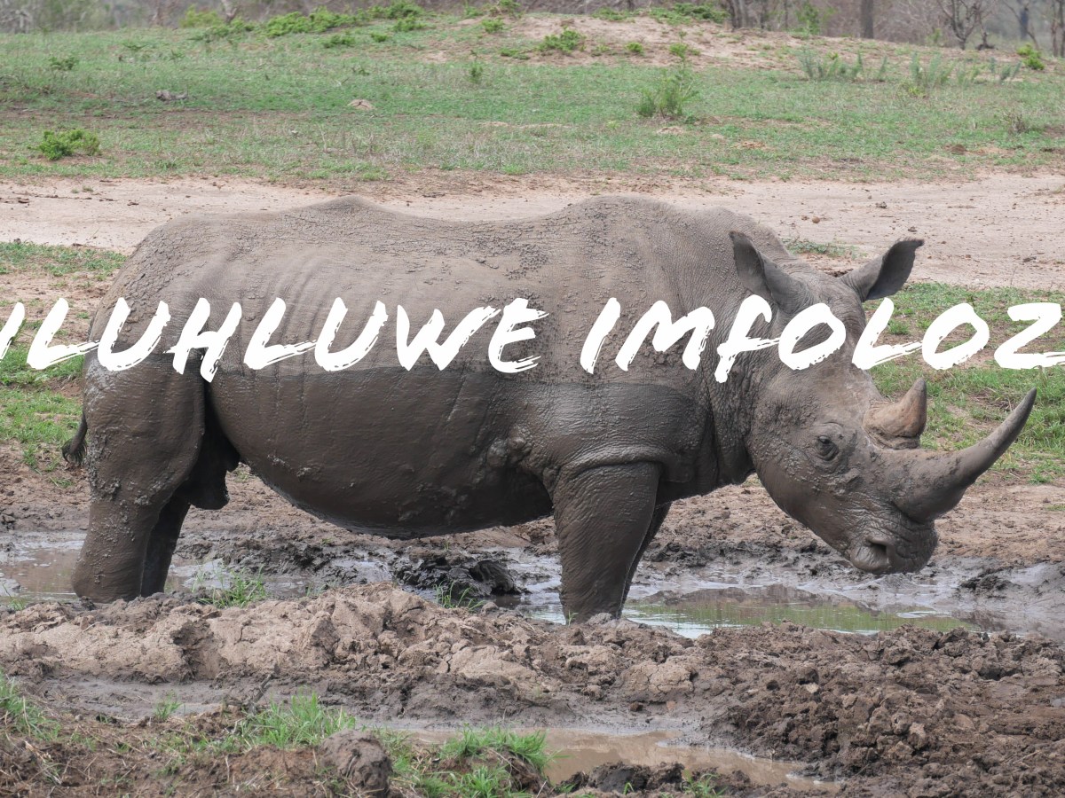 Safari guidé à Hluhluwe&nbsp;Imfolozi