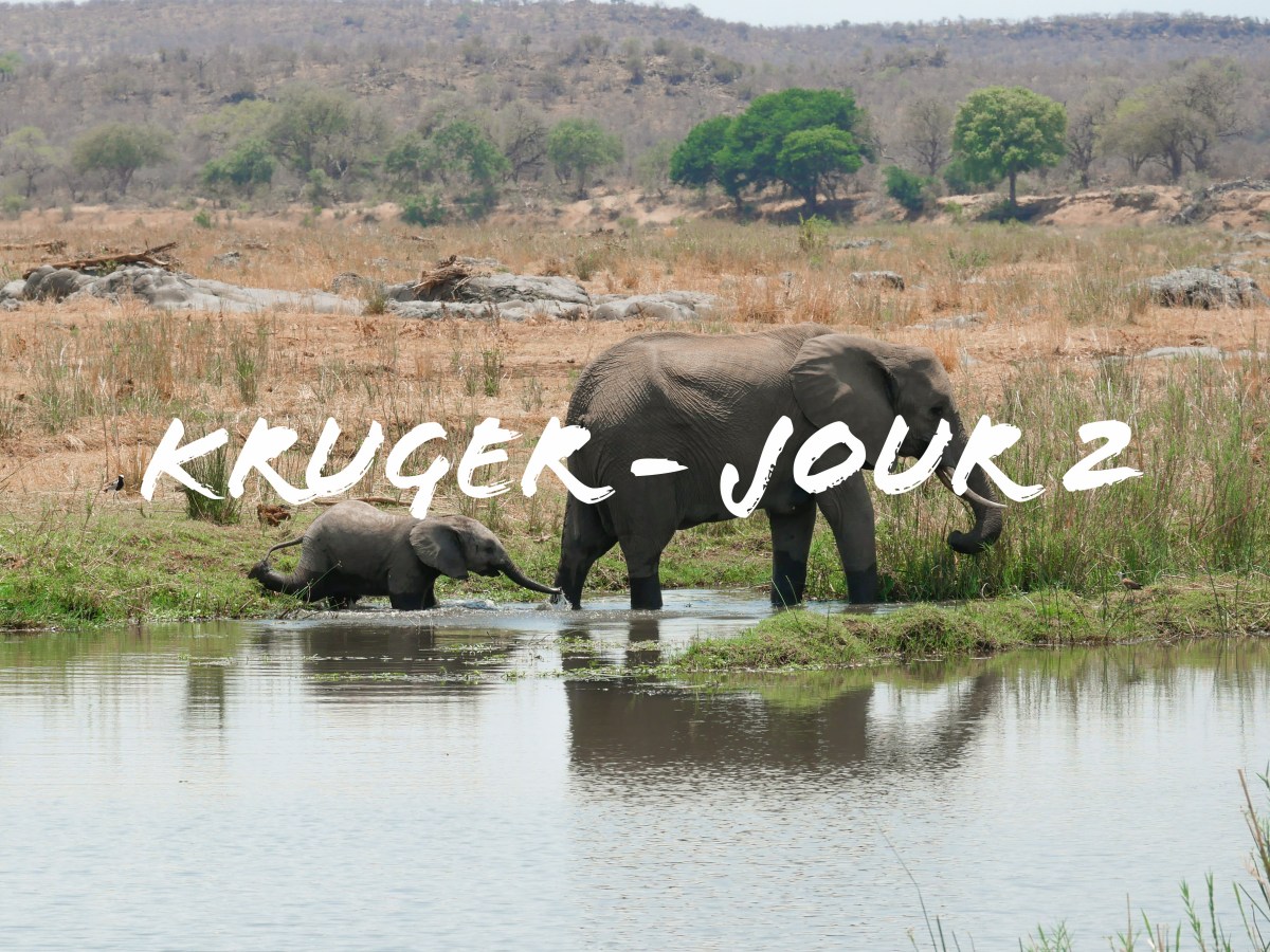 Kruger National Park – Jour 2 (De Letaba à&nbsp;Satara)
