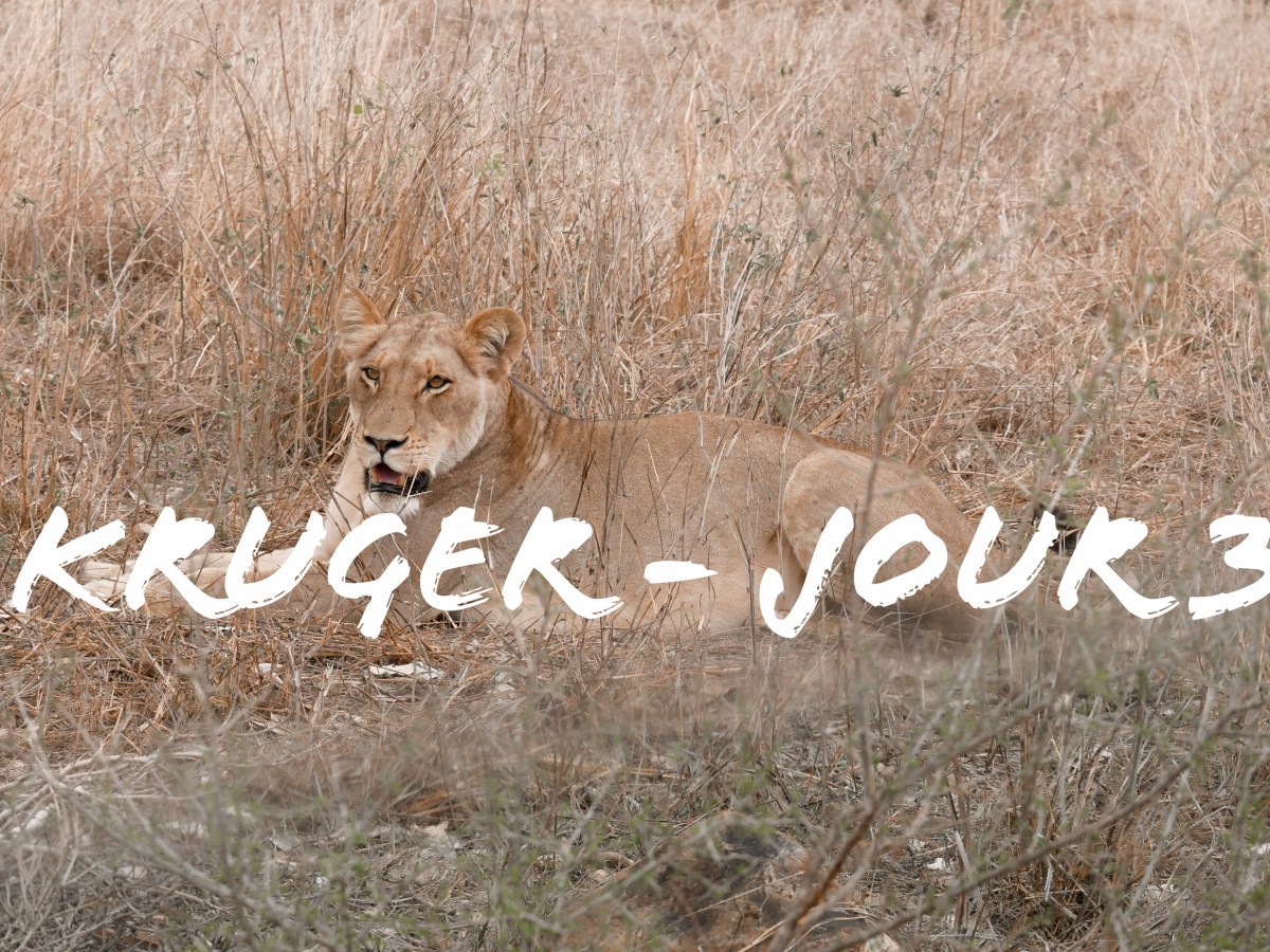 Kruger National Park – Jour 3 (De Satara à Lower&nbsp;Sabie)