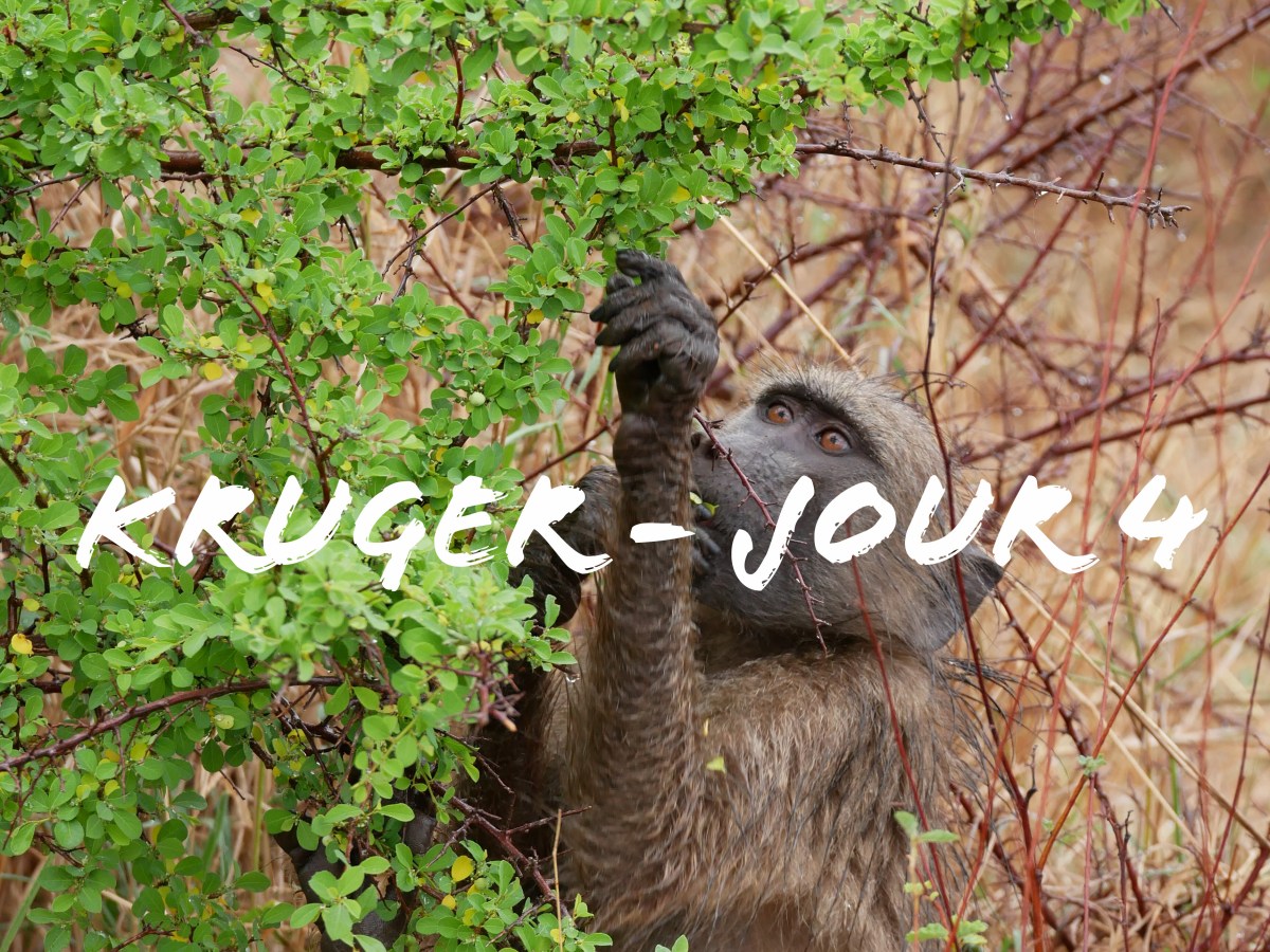 Kruger National Park – Jour 4 (Lower&nbsp;Sabie)