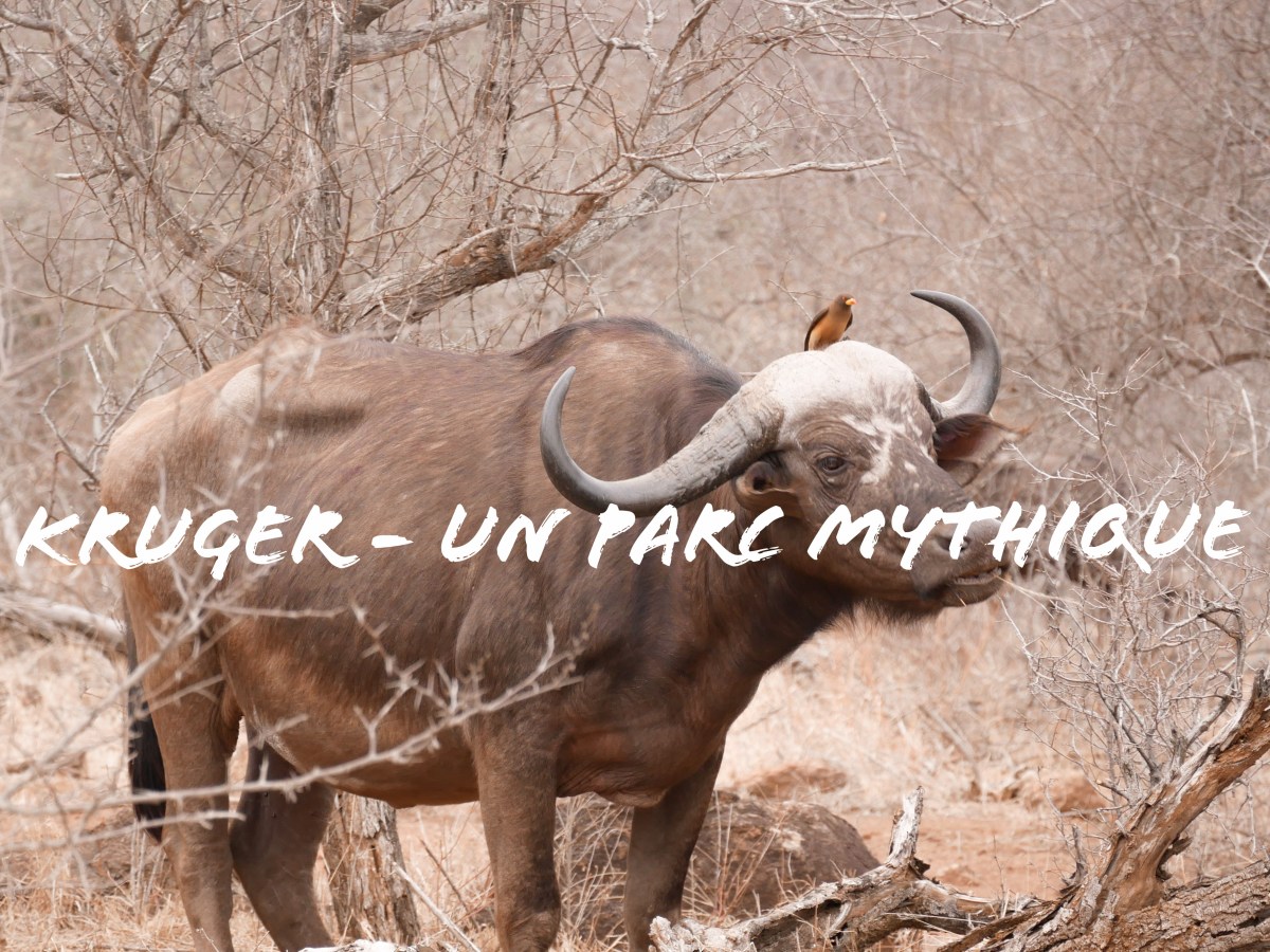 Kruger National Park – Un parc&nbsp;mythique